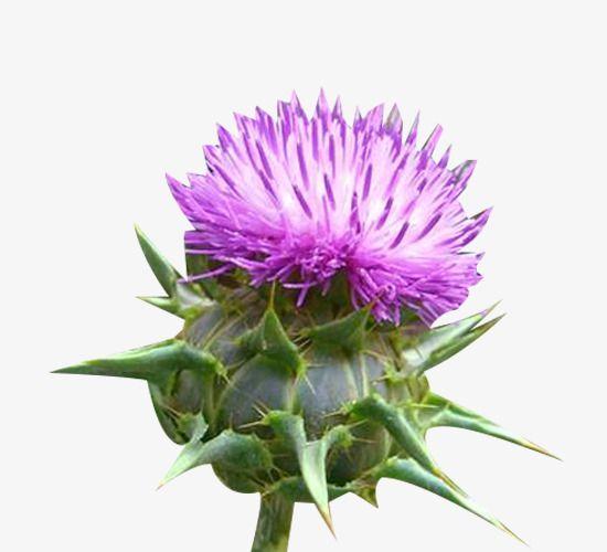 Thistle Flower Logo - A Piece Of Milk Thistle Flower Buds, Milk Clipart, Flower Clipart ...