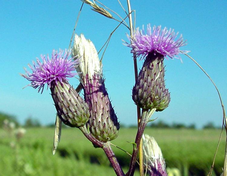 Thistle Flower Logo - Canada Thistle | MDC Discover Nature