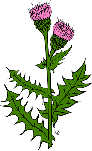 Thistle Flower Logo - The Scottish Thistle - Why It's The Perfect National Flower