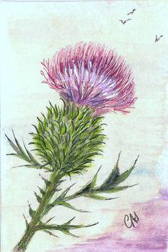 Thistle Flower Logo - 40 Best Scottish Thistle images | Thistles, Scottish thistle ...