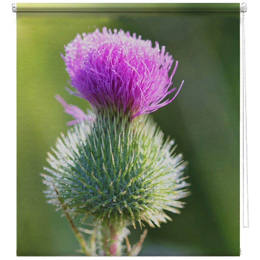 Thistle Flower Logo - Thistle flower printed blind | Picture printed Blinds at Artylicious