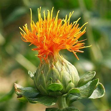 Thistle Flower Logo - Eryngium Thistle | Wholesale Flowers UK | Wedding Flowers | Carthamus