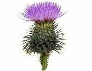 Thistle Flower Logo - Scottish Thistle Flower 130 Small or 48 Large Sticky White Paper ...