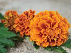 Concentric Marigold Logo - 74 Best Marigold Cheer images | Edible garden, Gardening, Marigolds ...