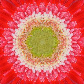 Concentric Marigold Logo - Marigold Flowers Photo and Image
