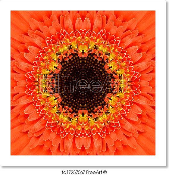 Concentric Marigold Logo - Free art print of Orange Concentric Flower Center. Mandala