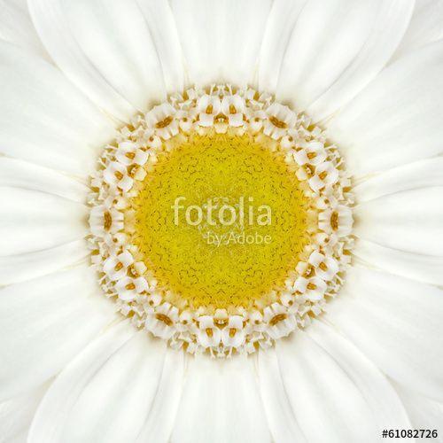 Concentric Marigold Logo - White Concentric Flower Center. Mandala Kaleidoscopic design Stock