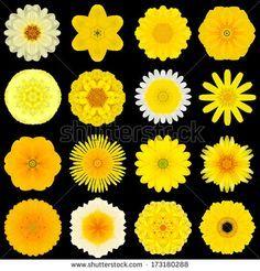Concentric Marigold Logo - The 21 best Painting image. Paint, Stencil and Stamps