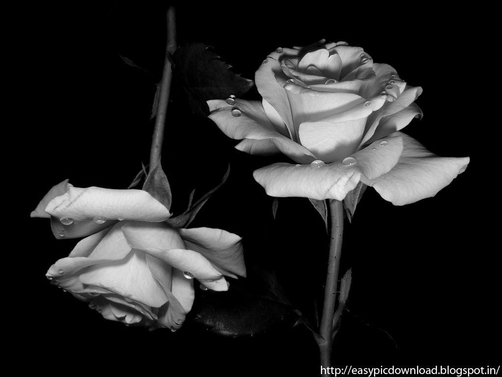 Easy Black and White Rose Logo - Black And White Rose Wallpaper - Easy Pic Download