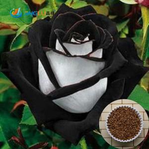 Easy Black and White Rose Logo - Black tipped white rose seeds- Approx 5 – Angela's Heavenly Garden