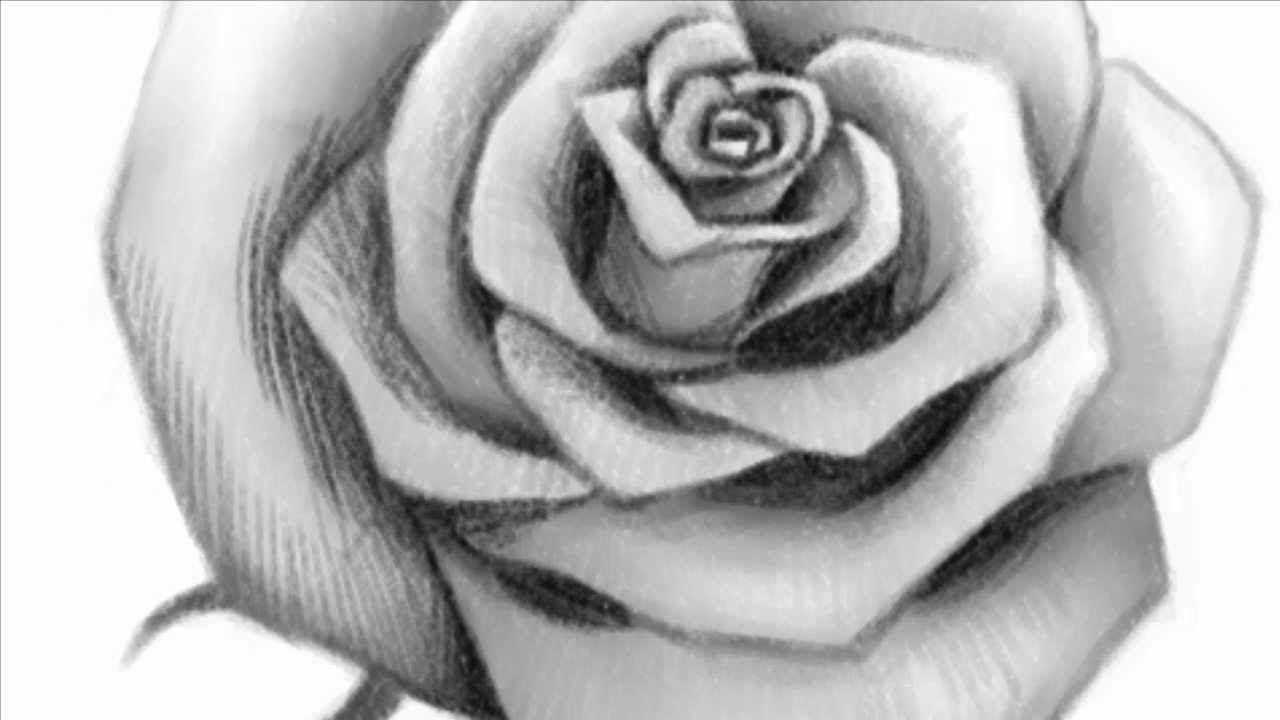 Easy Black and White Rose Logo - How to Draw an Open Rose - YouTube