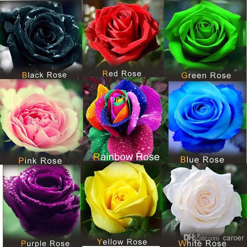 Easy Black and White Rose Logo - 2019 YY Farm Easy Grow Flowers Rose Seed /Rainbow Pink Black White ...