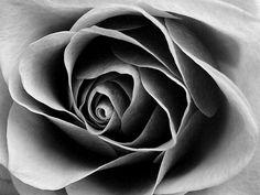 Easy Black and White Rose Logo - 41 Best black and white roses images | Pencil drawings, Paintings ...