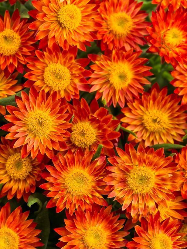 Orange and Red Flower Logo - Top Orange Annual Flowers for Your Garden | HGTV