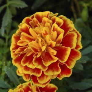 Orange and Red Flower Logo - A Wow-worthy List of 20 Orange Flower With Names, Facts, And Pictures