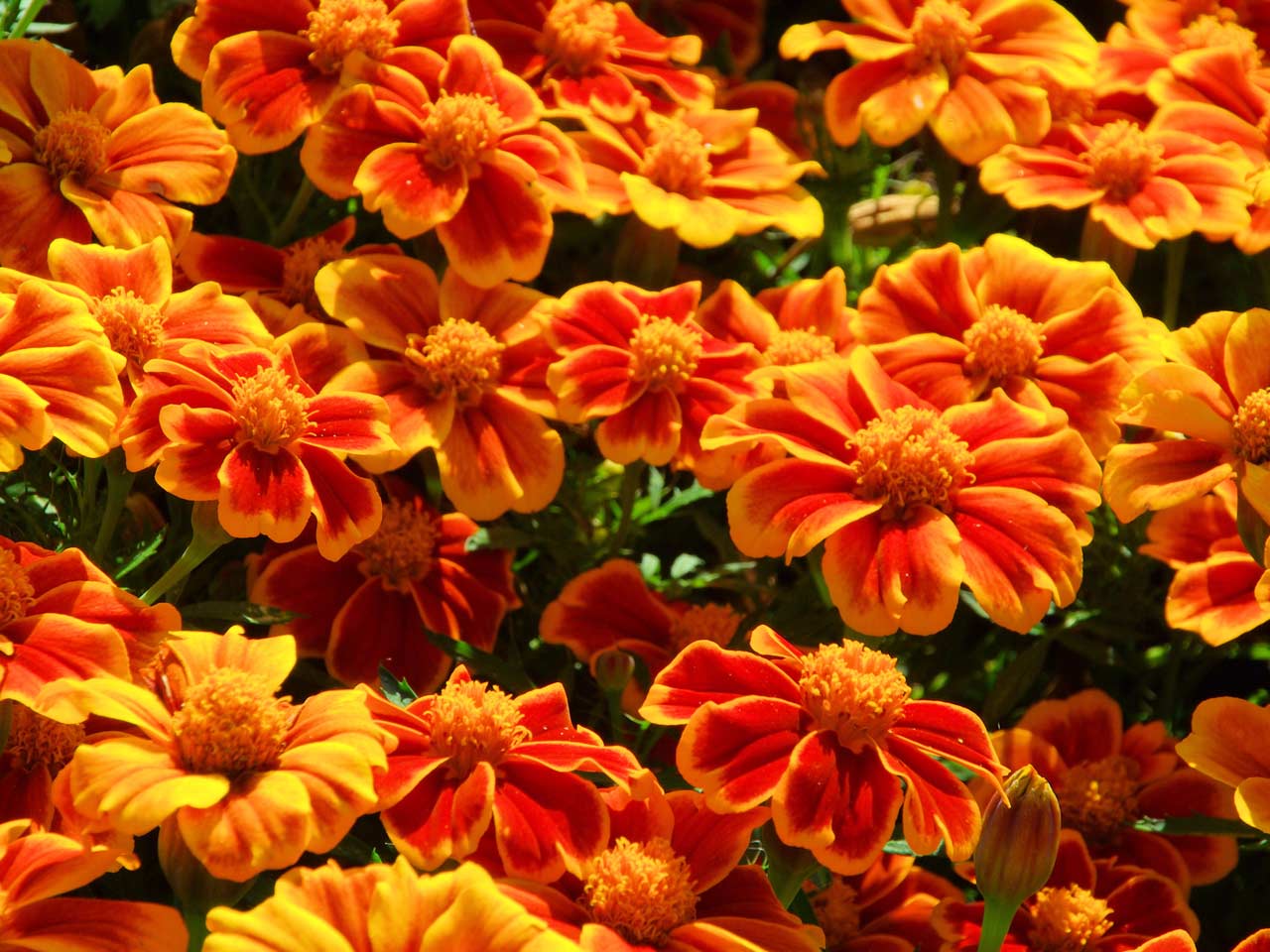 Orange and Red Flower Logo - Orange flowers for your garden