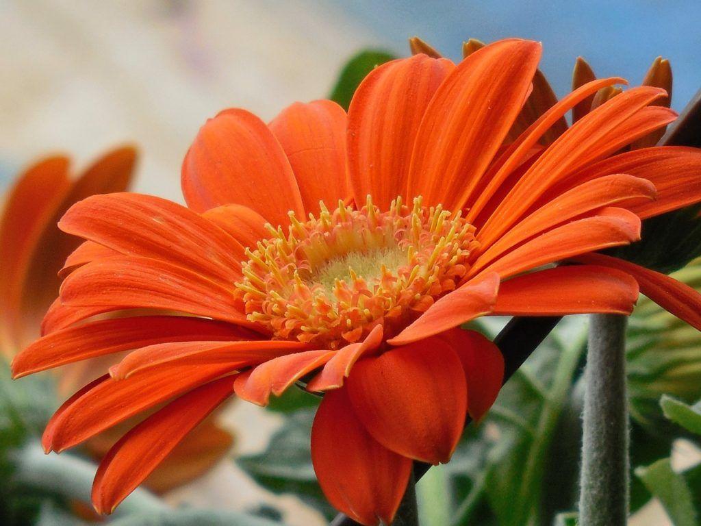 Orange and Red Flower Logo - 22 Types of Orange Flowers + Pictures | FlowerGlossary.com