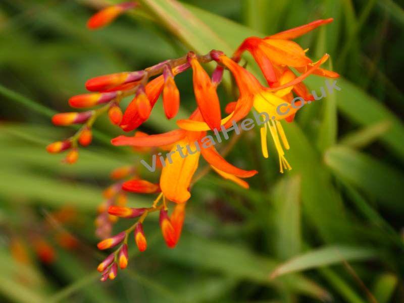 Orange and Red Flower Logo - Montbretia Isles Wildflowers of The Hebrides