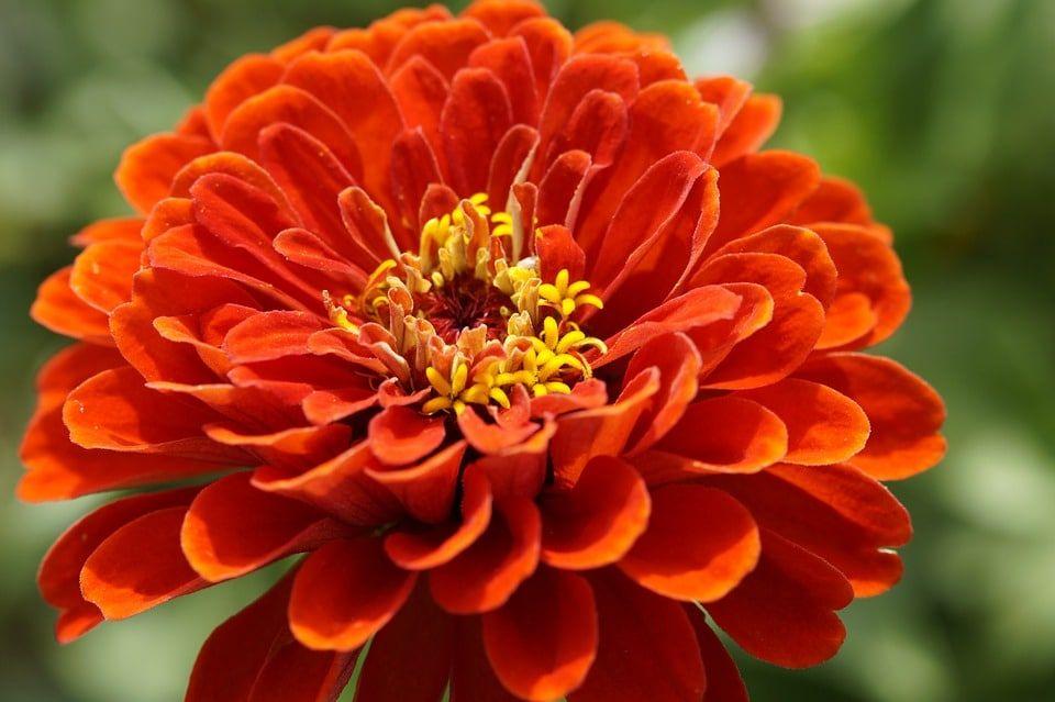 Orange and Red Flower Logo - Types of Red Flowers with Picture
