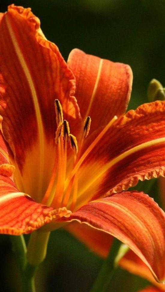 Orange and Red Flower Logo - 10 Flowers You should Never Give to Anyone