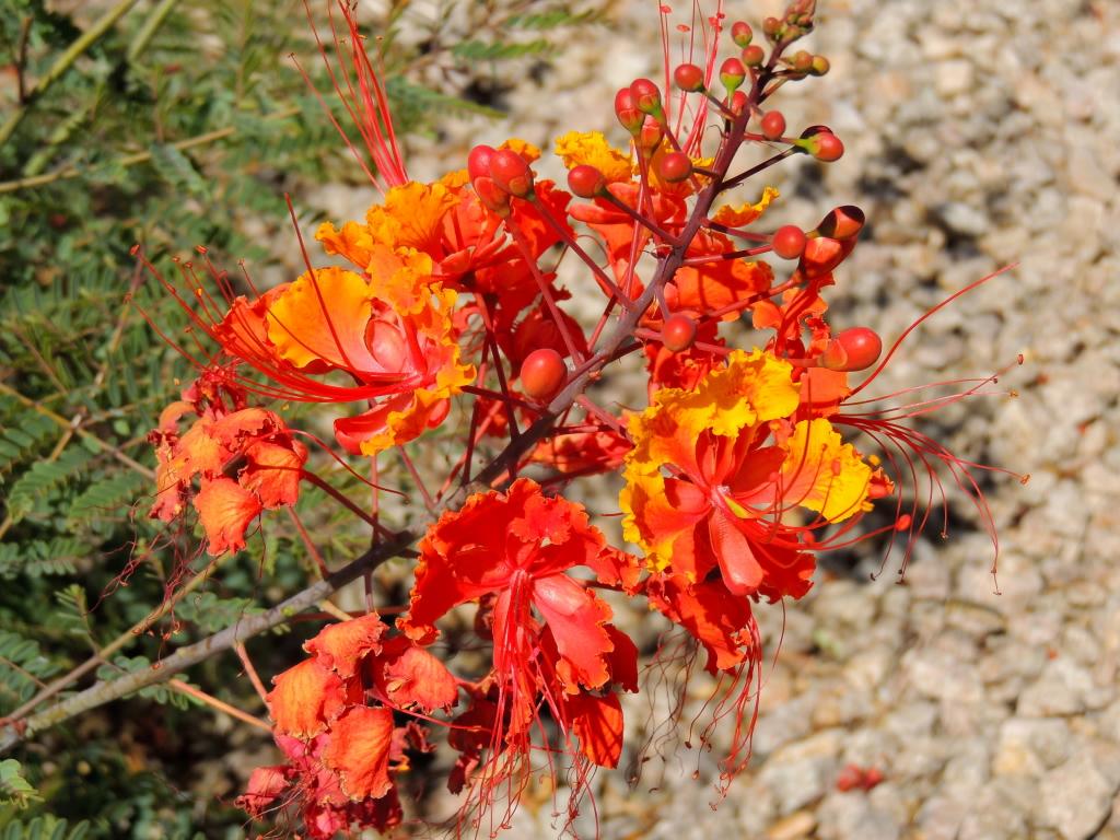 Orange and Yellow Flower Logo - Caesalpinia or Bird Of Paradise – Plant Of The Month