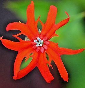Orange and Red Flower Logo - Lychnis wilfordii Campion Hardy Perennial Red Orange Flowers 30 Seed ...
