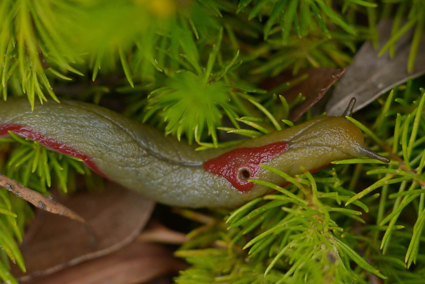 Plant Green and Red Triangle Logo - red triangle slug | Bushcare Blue Mountains