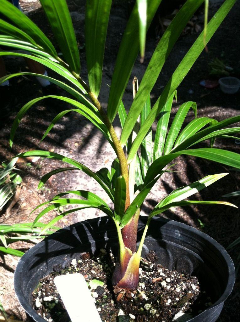 Plant Green and Red Triangle Logo - Teddy Bear Triangle Palm; Red Triangle Hybrid; Tri-Bear (Dypsis ...