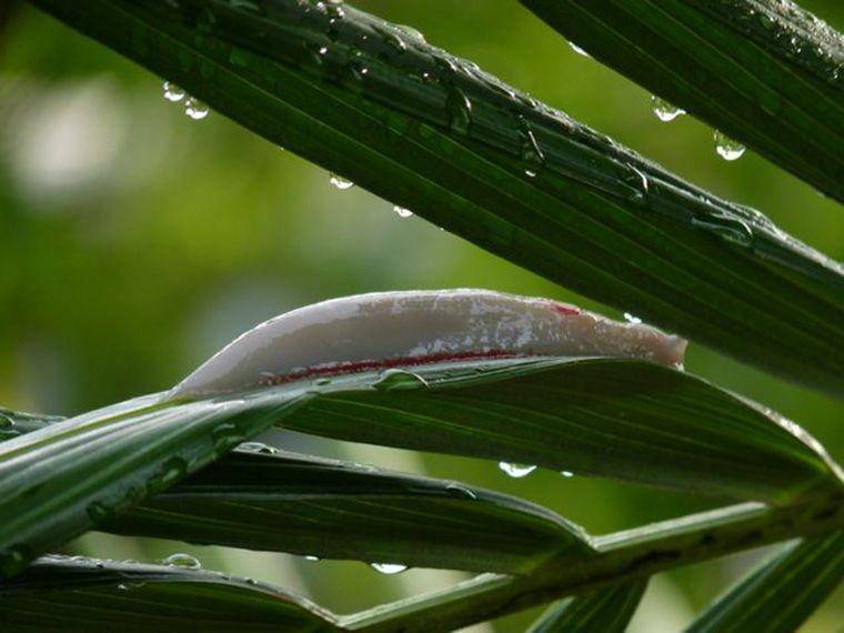 Plant Green and Red Triangle Logo - Triboniophorus graeffei Humbert, 1863 ATHORACOPHORIDAE Red Triangle Slug