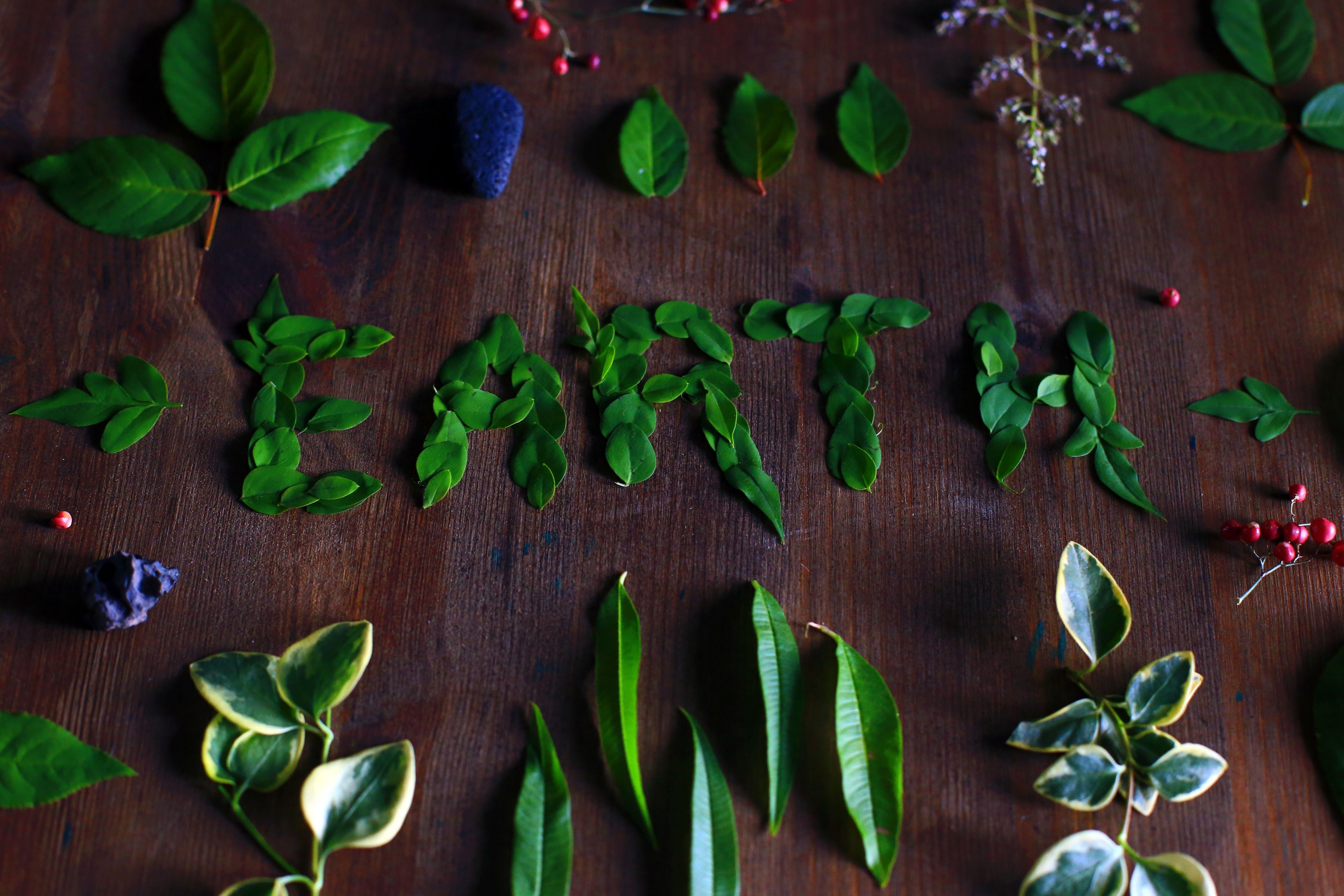 Plant Green and Red Triangle Logo - miriam-espacio-328568-unsplash - Bright Red Triangle