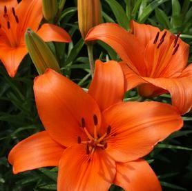 Orange and Red Flower Logo - Lilies from Growing Colors