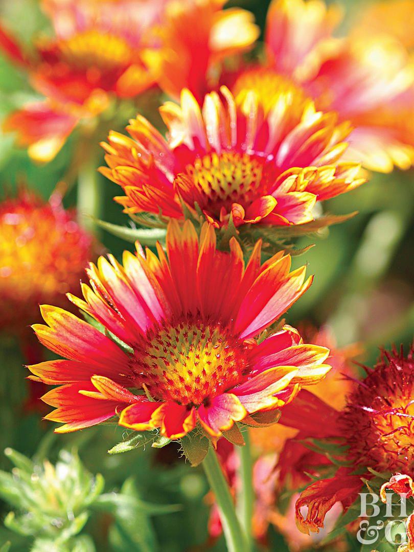 Orange and Red Flower Logo - Top 26 Perennials for Your Garden | Better Homes & Gardens
