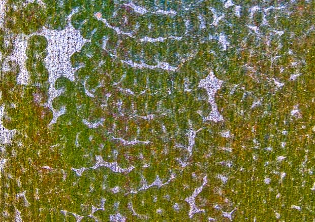 Plant Green and Red Triangle Logo - Feeding marks of Red Triangle Slug Triboniophorus graeffei on fence. |