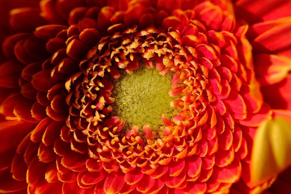 Orange and Red Flower Logo - 40+ Types of Red Flowers with Pictures | FlowerGlossary.com