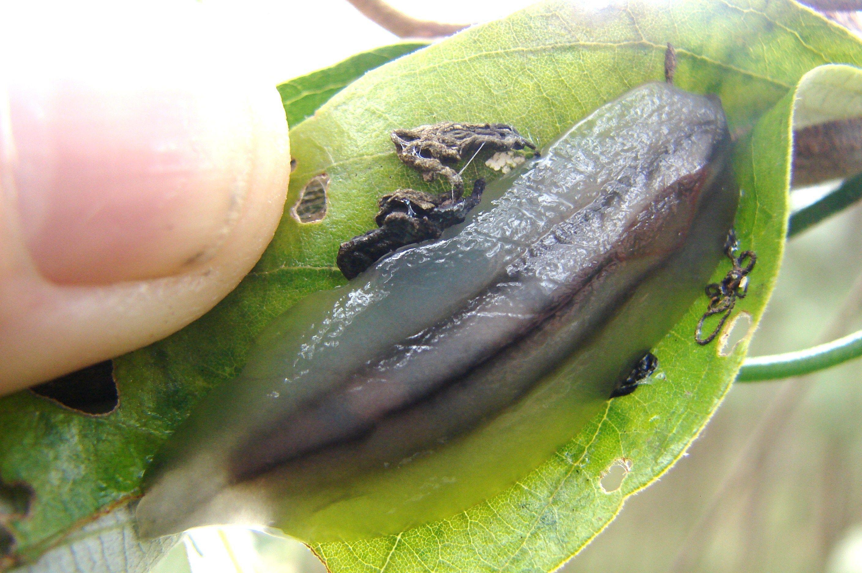 Plant Green and Red Triangle Logo - Red Triangle Slug (Triboniophora graeffei) Family – Athoracophoridae ...