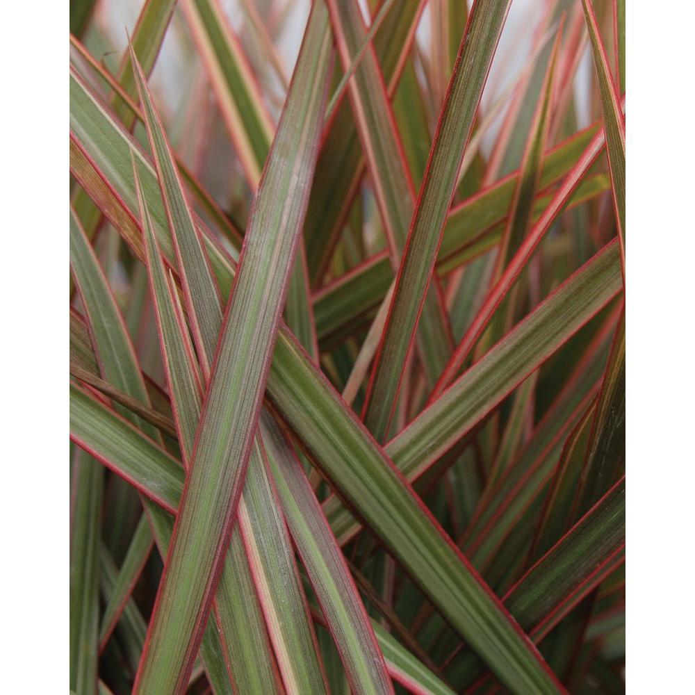 Plant Green and Red Triangle Logo - Proven Winners Cordylena Ruby Madagascar Dragon Tree (Dracaena) Live ...