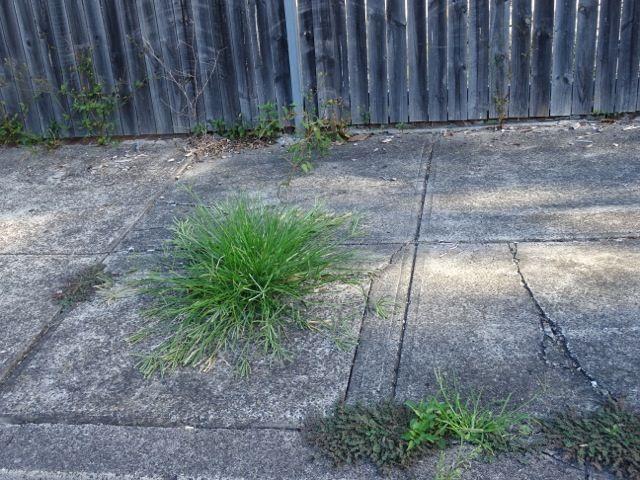 Plant Green and Red Triangle Logo - No Spray red triangle | SAVING OUR TREES - Marrickville municipality