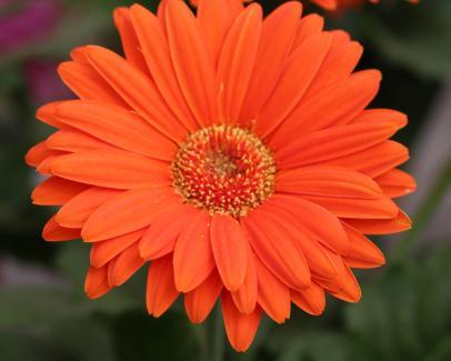 Orange and Red Flower Logo - Top Orange Annual Flowers for Your Garden
