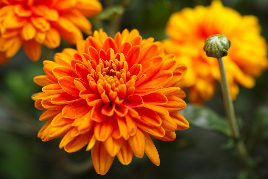 Orange and Red Flower Logo - Flower Color Meaning. Symbolization of Flower Colors