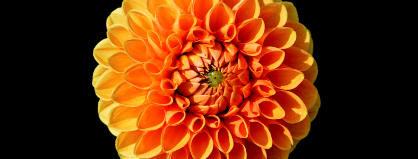 Orange and Red Flower Logo - 22 Types of Orange Flowers + Pictures | FlowerGlossary.com