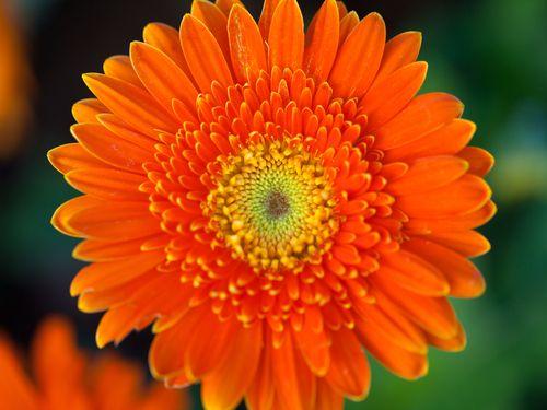 Orange and Red Flower Logo - The meaning of flowers in our dreams | Floraqueen - Blog