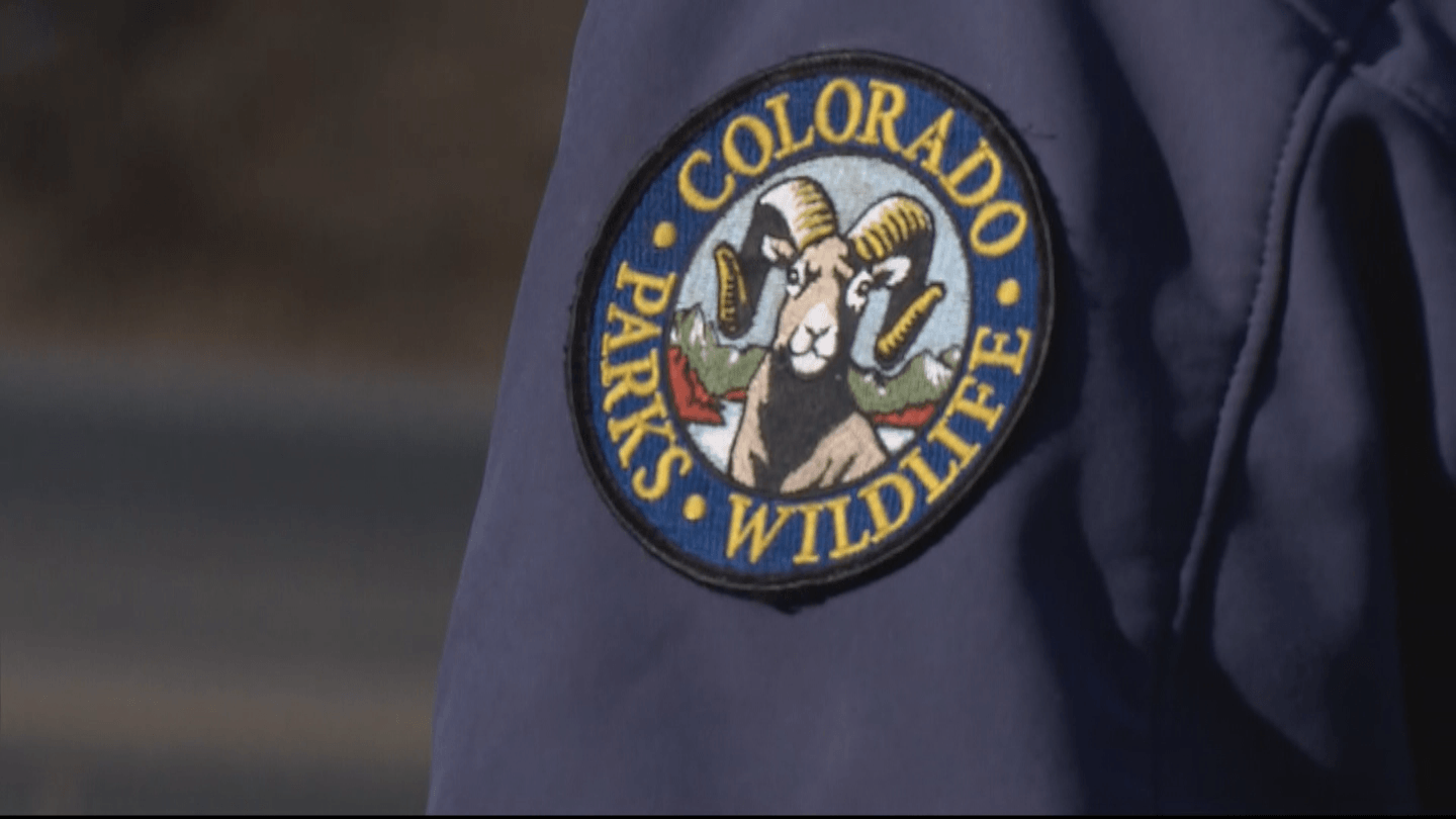 Colorado Wolf Logo - Endangered Mexican Wolf Escapes At Colorado Wildlife Center – CBS Denver