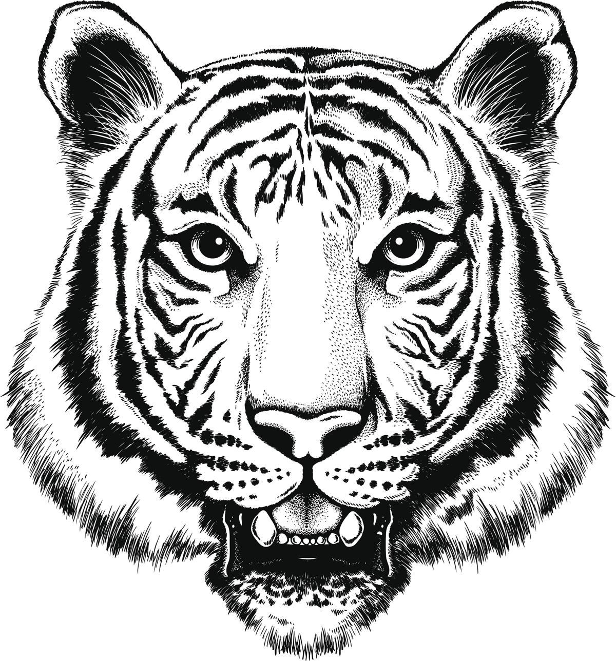 Black and White Tiger Logo - Utterly Mind-boggling Facts About the White Bengal Tiger