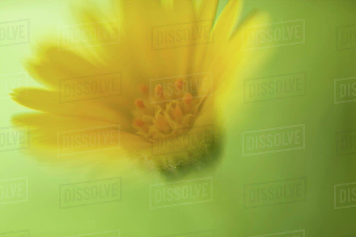Yellow Daisy Logo - A yellow daisy against a green background, defocused