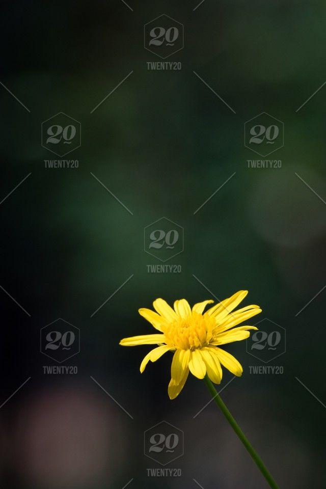 Yellow Daisy Logo - Spring yellow daisy isolated against bokeh blurred background stock ...