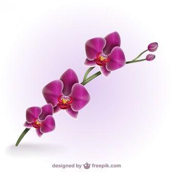 Orchid Flower Logo - Orchid Vectors, Photos and PSD files | Free Download
