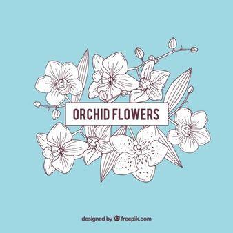 Orchid Flower Logo - Orchid Vectors, Photos and PSD files | Free Download
