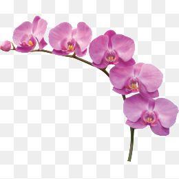 Orchid Flower Logo - Orchid Flower Png, Vectors, PSD, and Clipart for Free Download | Pngtree