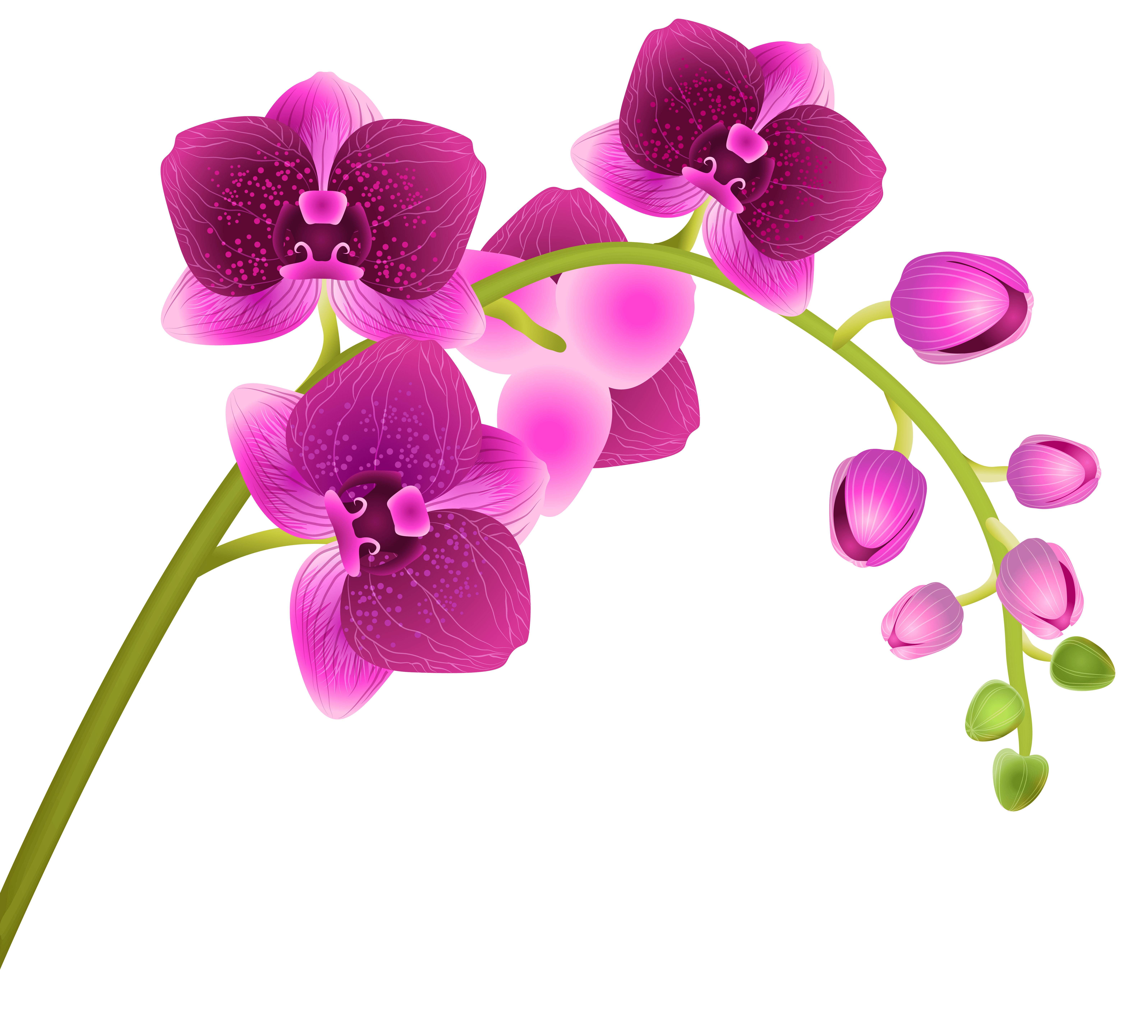 Orchid Flower Logo - Orchid Flower Transparent PNG Clip Art Image | Gallery Yopriceville ...