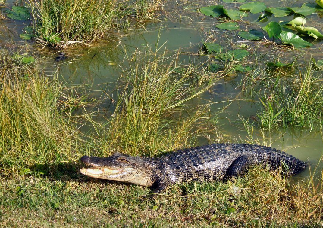 Smiling Alligator Logo - Smiling Alligator in Alabama. Smithsonian Photo Contest
